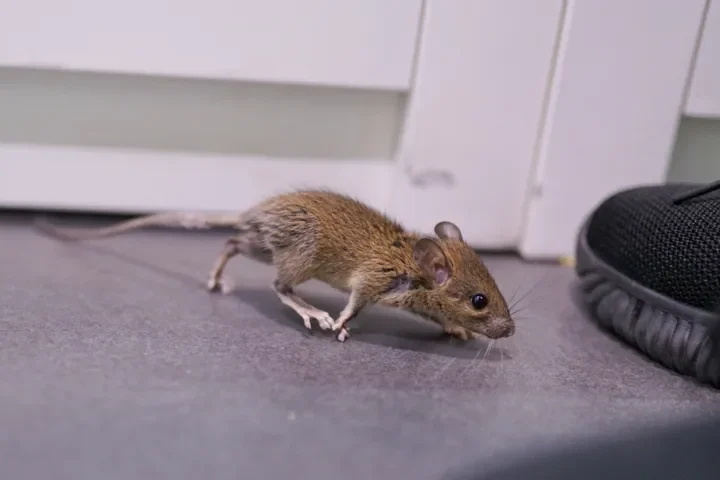 Mouse scamping past human foot