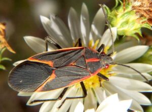 Box Elder Bug on Flower