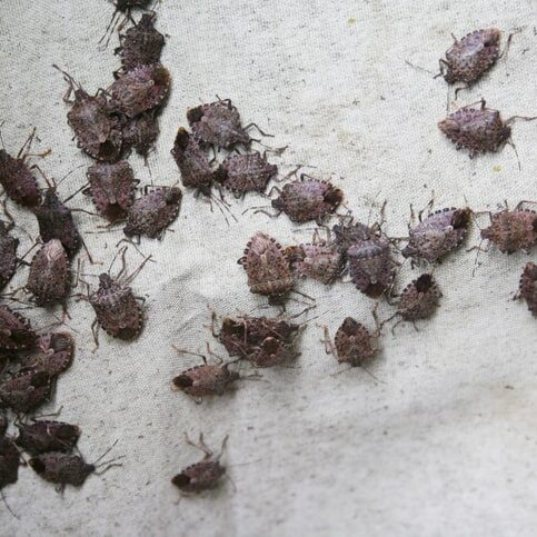 Brown Marmorated shield bug group. Halyomorpha halys insect infestation.