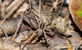 Wolf spider close up on leaves at night
