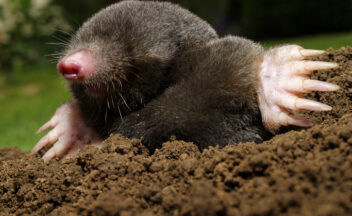 Mole on hole