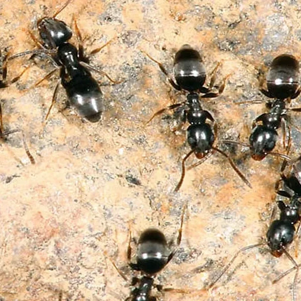 Odorous Ants in House