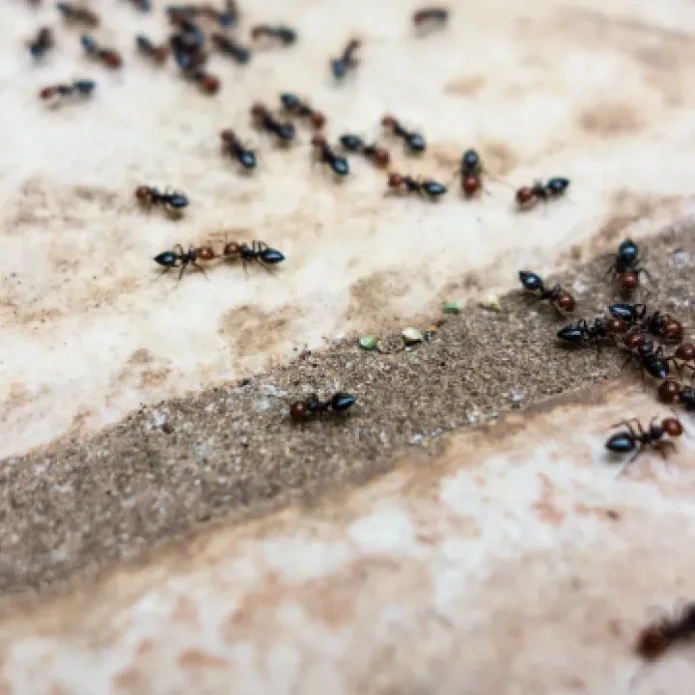 Odorous House Ants in House