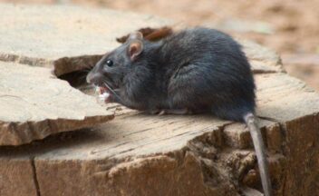 Rodent Control Rat on a stump