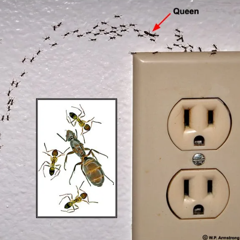 Infographic of Queen Ant with trial of other ants crawling behind outlet