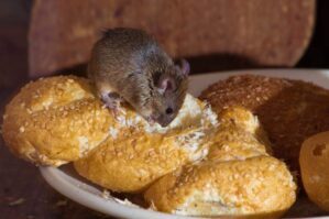 Rodent Control Mouse snacking on bread