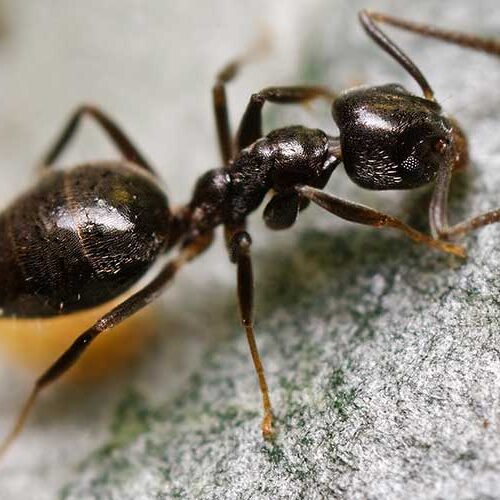 Odorous House Ant Close Up