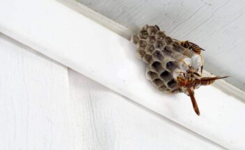 Paper Wasp with Nest