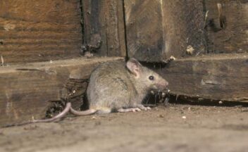 Rodent Control Rat in corner